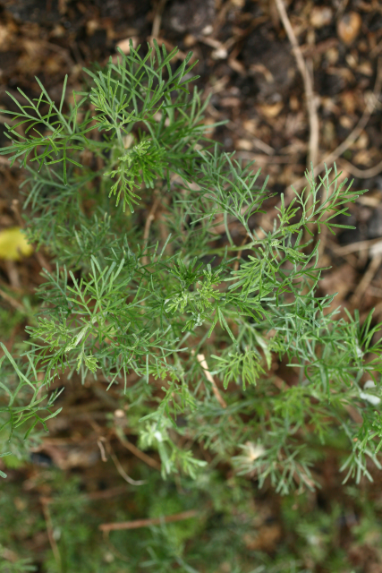 The Garden of Medicinal Plants