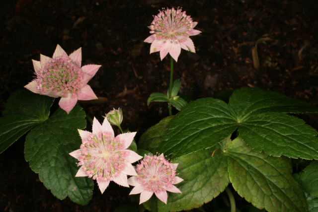 Astrantia maxima