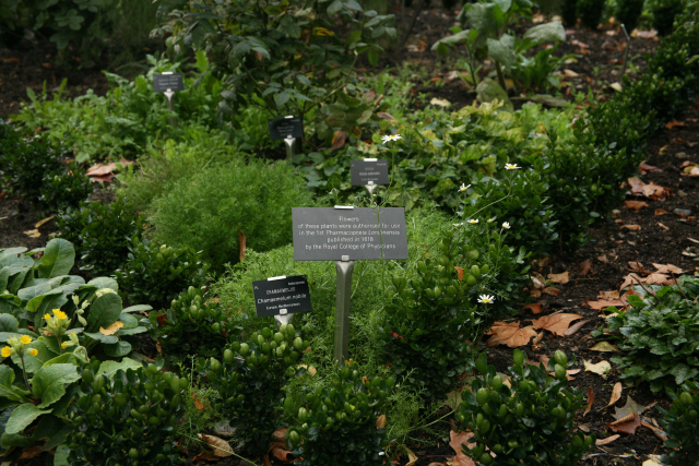 The Garden of Medicinal Plants