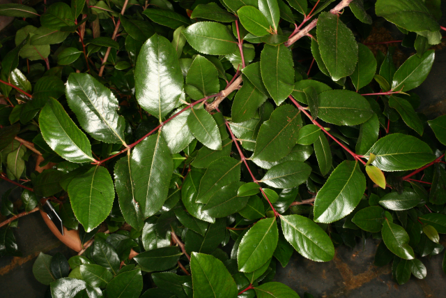 Кат растение вида catha edulis фото