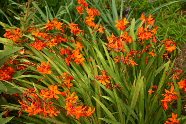 The Garden of Medicinal Plants