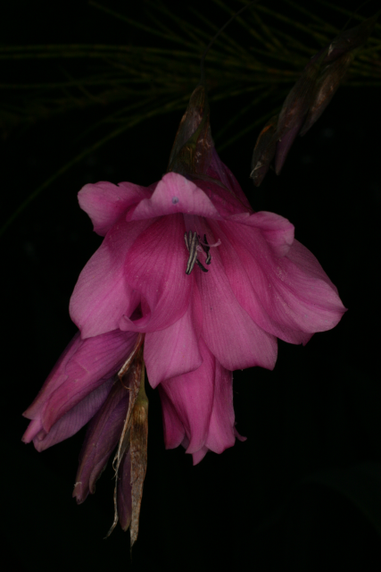 Dierama tysonii