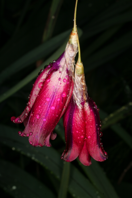 Dierama tysonii