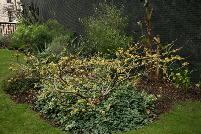 Plant story - Hamamelis mollis - The English Garden