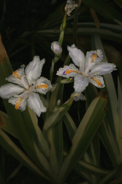 Iris du Japon : Iris Japonica variegata blanc, jaune & bleu - Tijardin