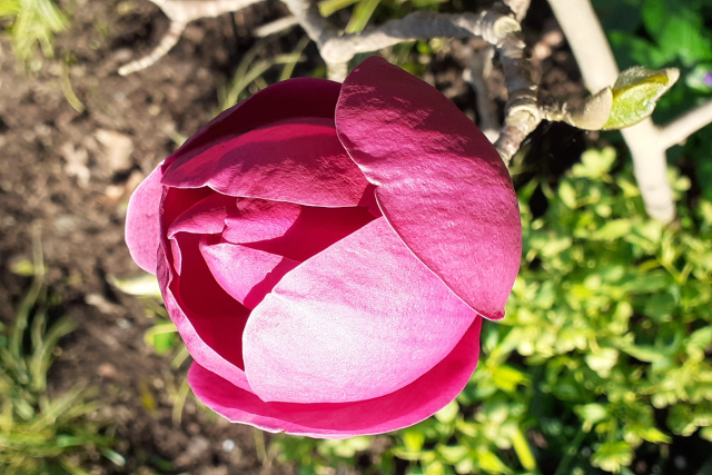 The Garden of Medicinal Plants